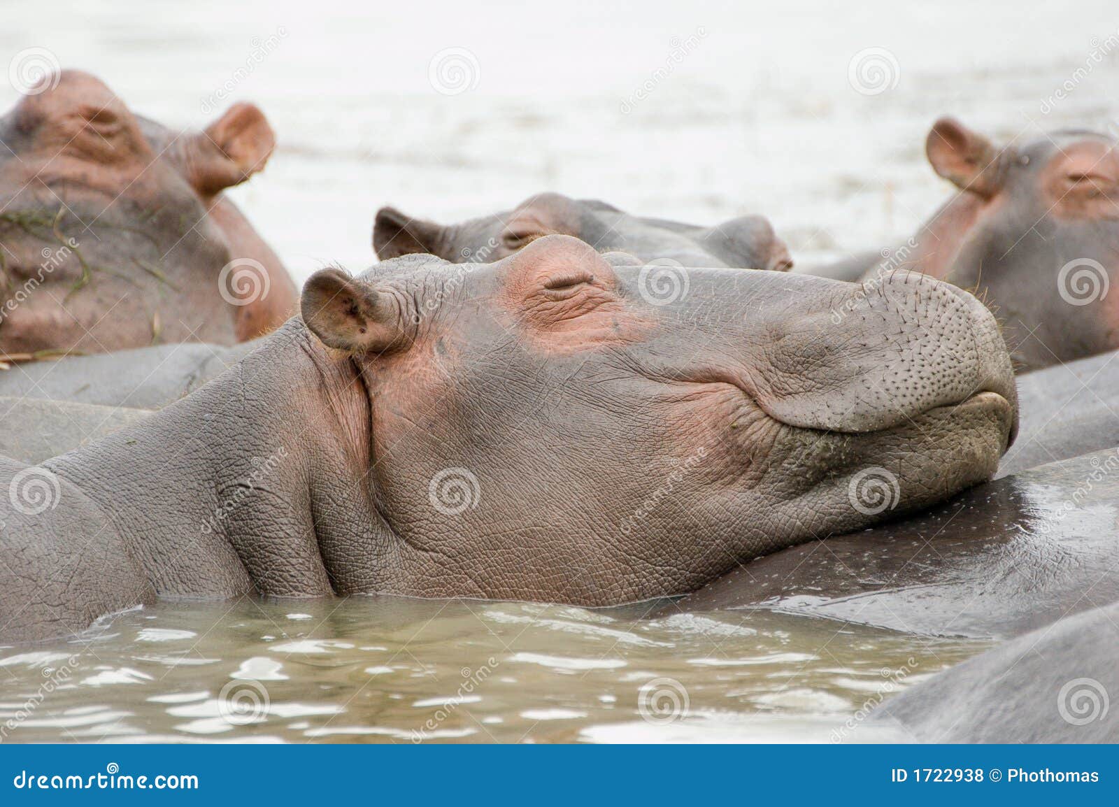 Happy Hippo stock photo. Image of happiness, calm, hippopotamus 1722938