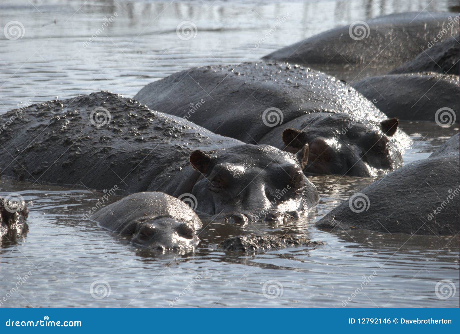 Happy hippo family stock photo. Image of hippopotamus 12792146