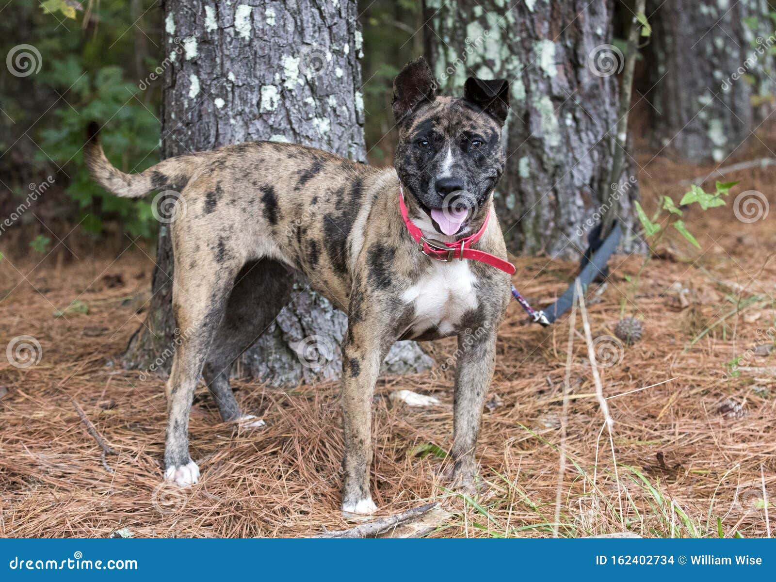 catahoula and heeler mix