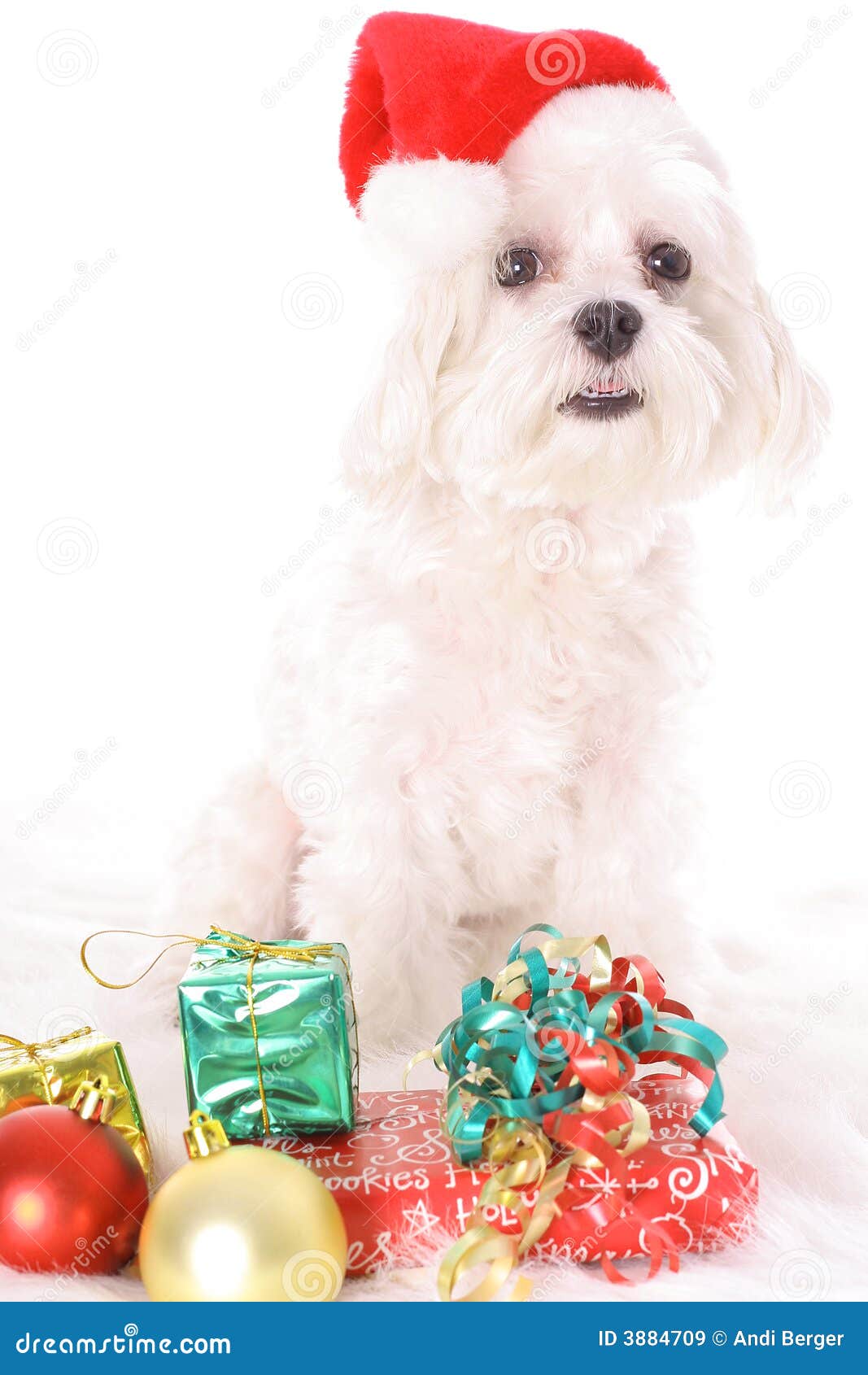 Happy Holiday Santa Maltese Picture. Image 3884709