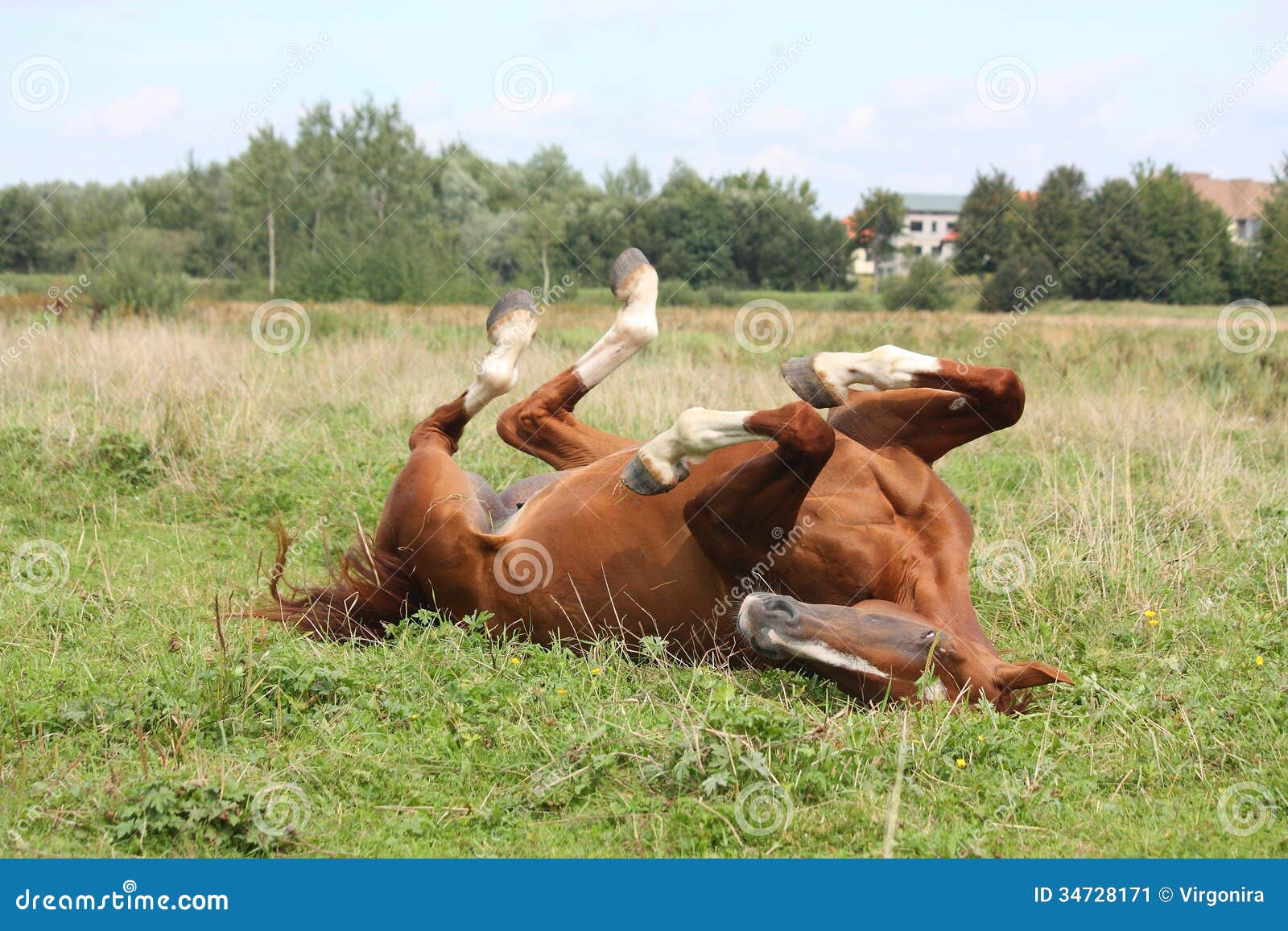 Happy Horse Rolling in the Grass Stock Image Image of pasture, rural