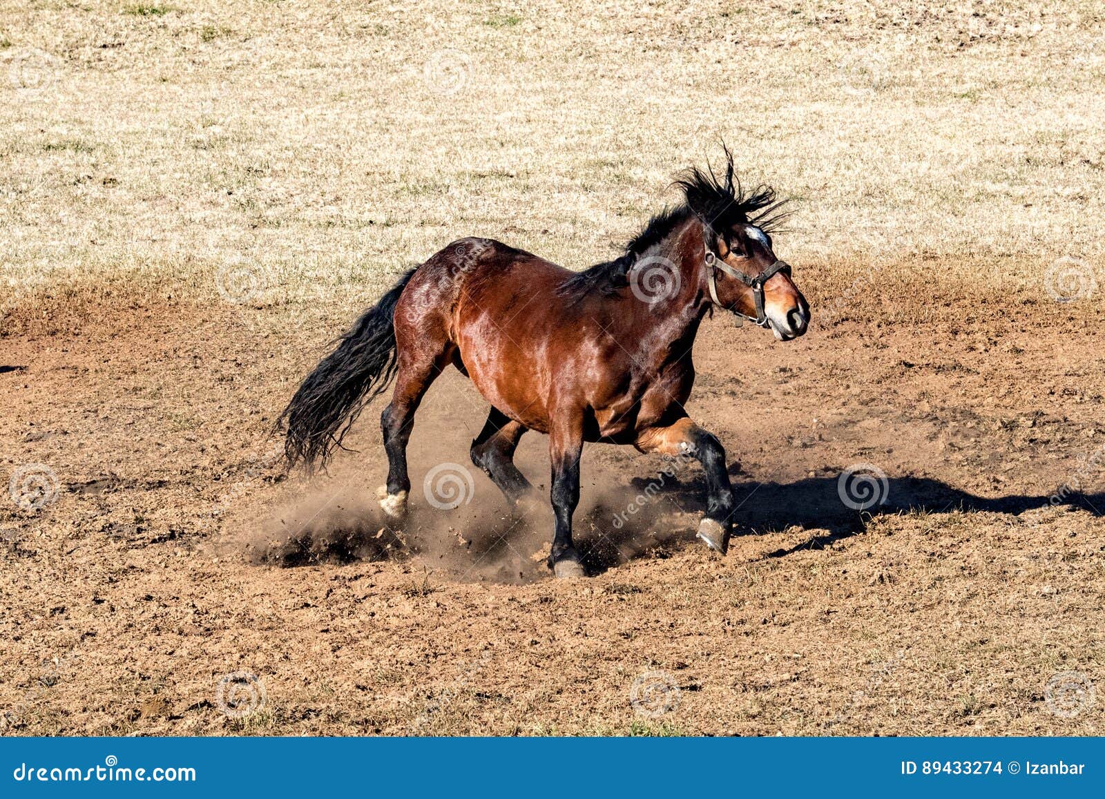 Happy Horse Running And Kicking Stock Photo Image of horse