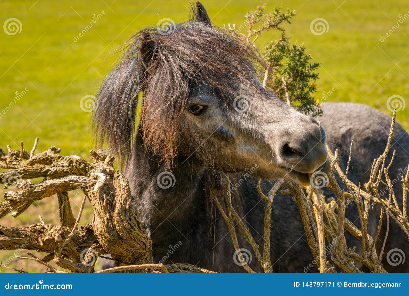 The happy horse stock image. Image of country, field 143797171