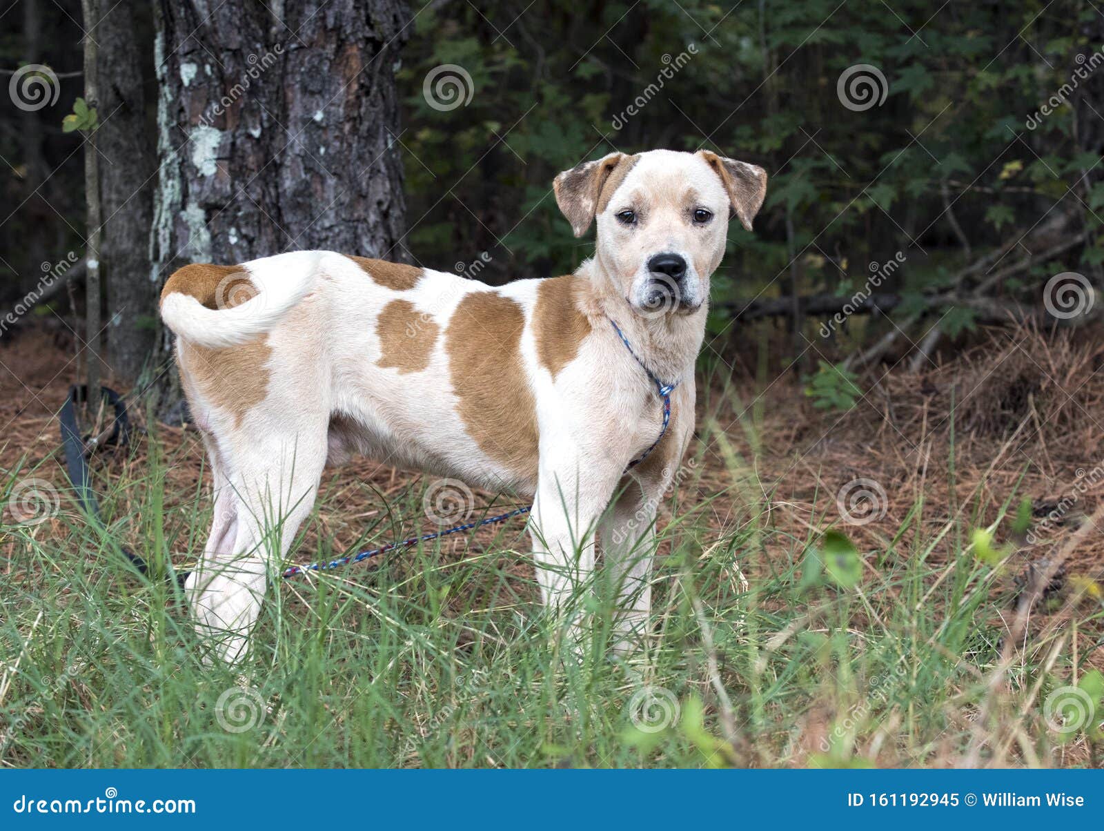 bulldog hound mix