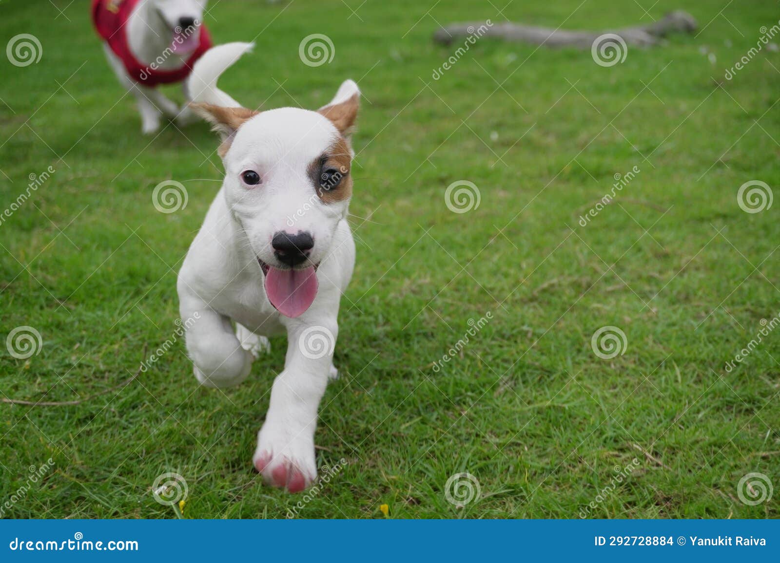 Happy Jack Russel Puppy Running on Green Grass Stock Photo Image of