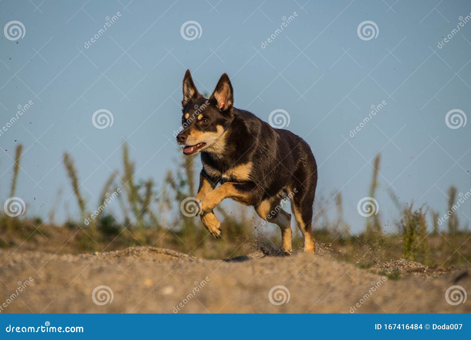 Happy Kelpie Dog is Running in the Desert Stock Photo Image of dogs