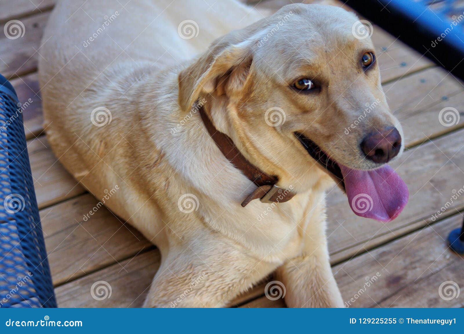 Happy Labrador retriever with gentle eyes. Happy Labrador retrieve laying and looking with living eyes