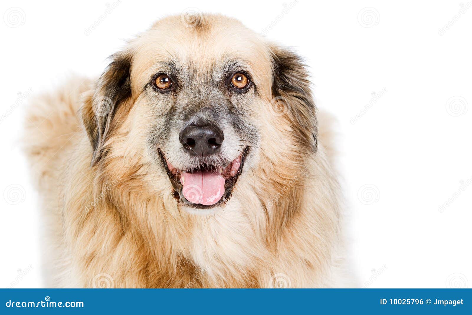 Happy Large Crossbreed Dog Against White Stock Photo Image of
