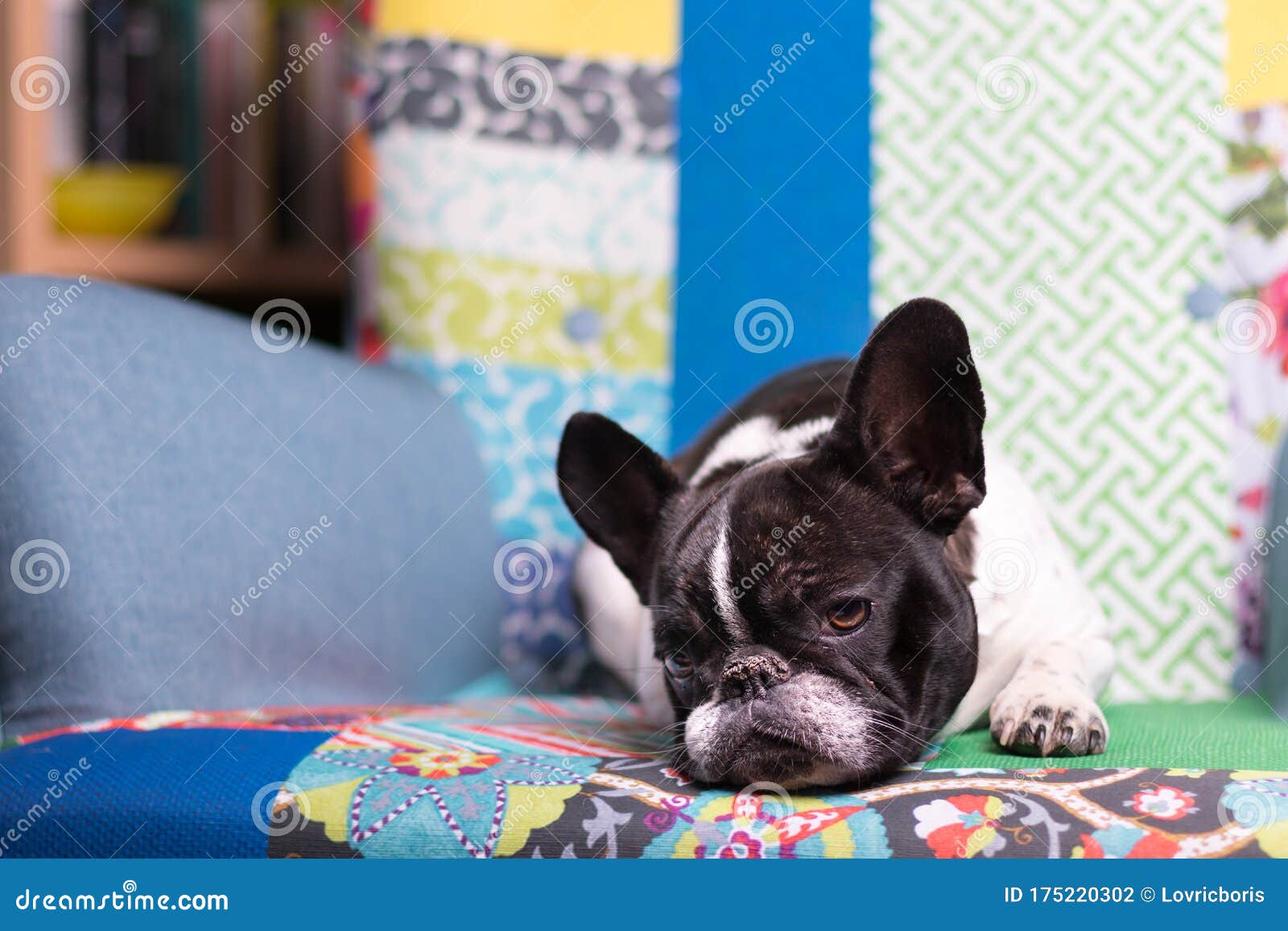 are french bulldogs lazy