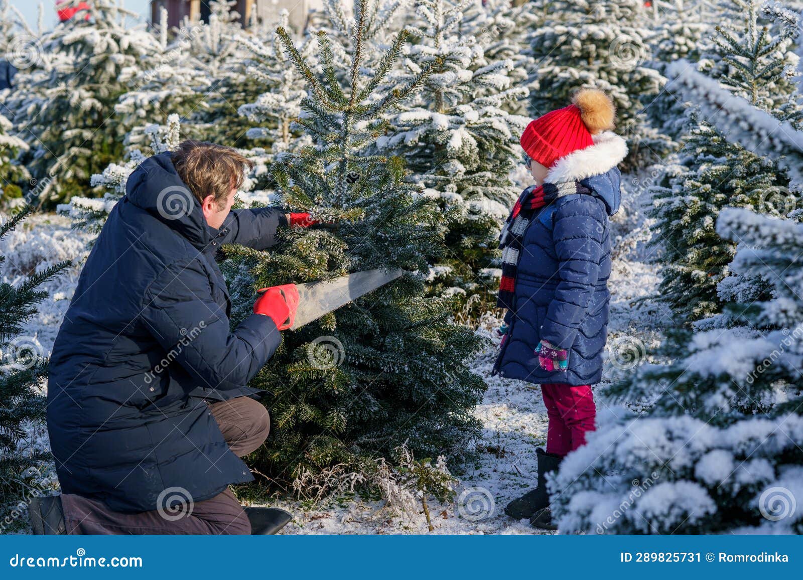 Happy Little Girl and Dad Felling Christmas Tree. Preschool Child with ...