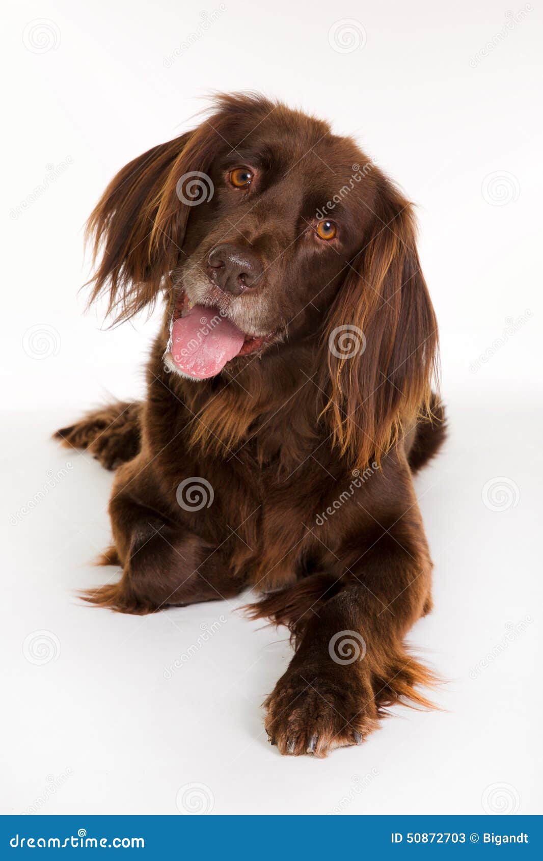 Long haired german pointer hot sale
