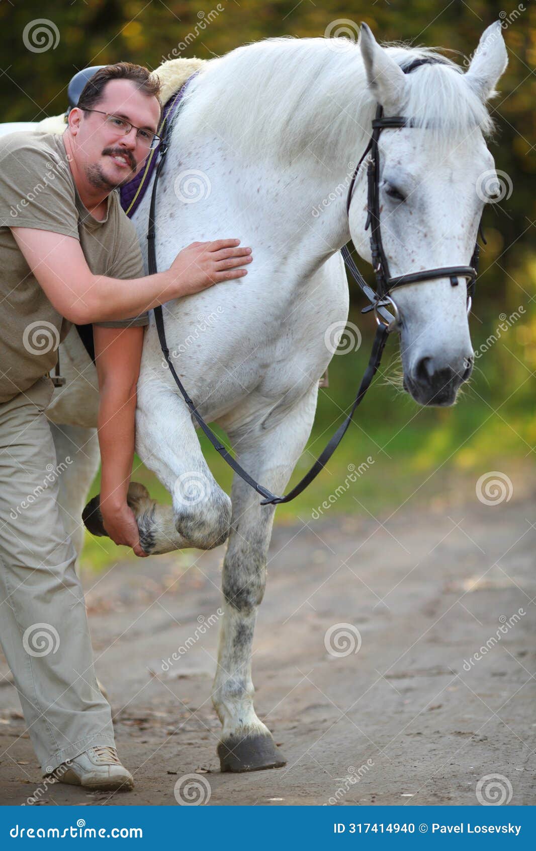 happy man holds hoof of beautiful white horse in
