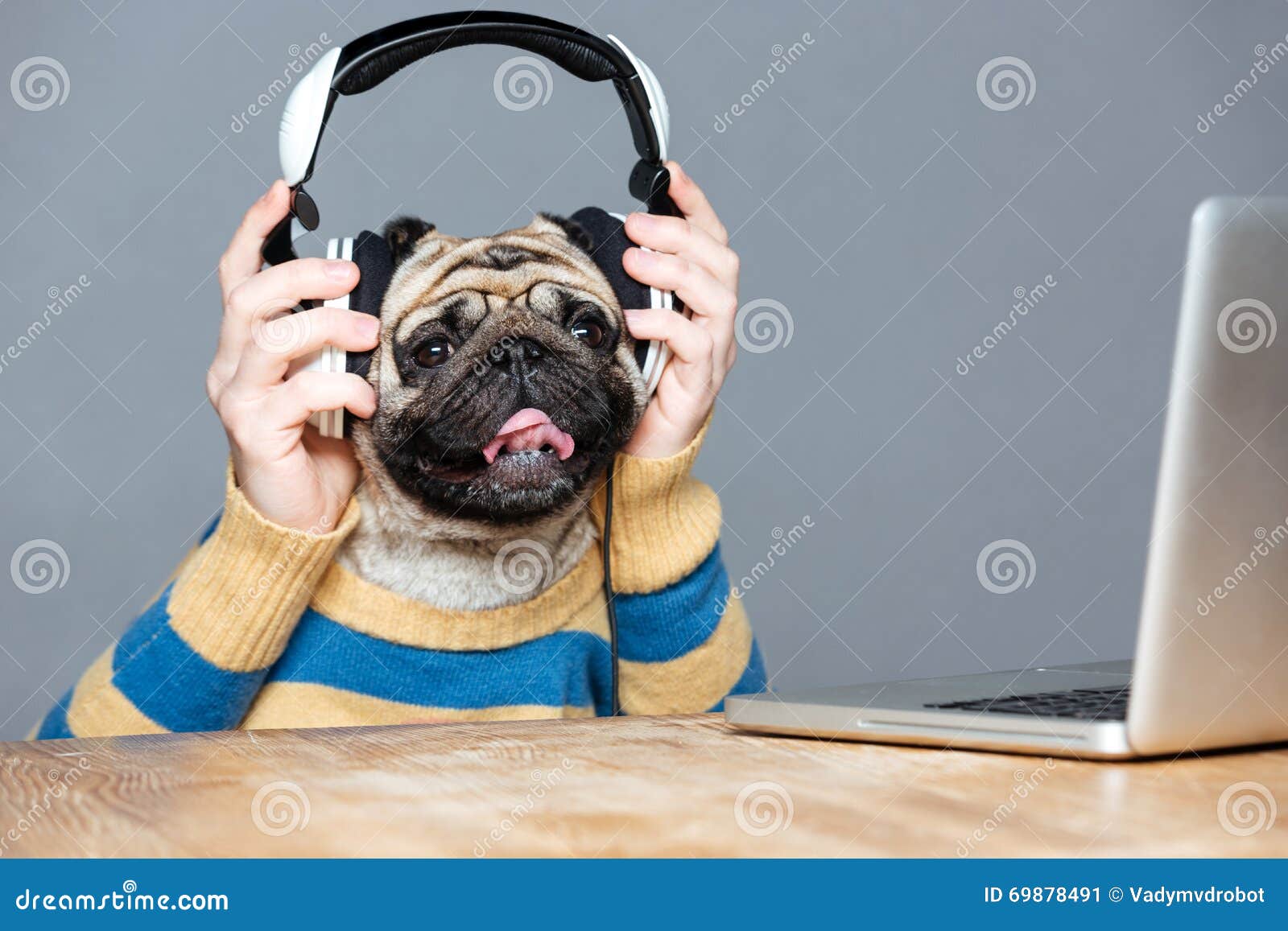 Happy Man with Pug Dog Head in Headphones Using Laptop Stock Image ...