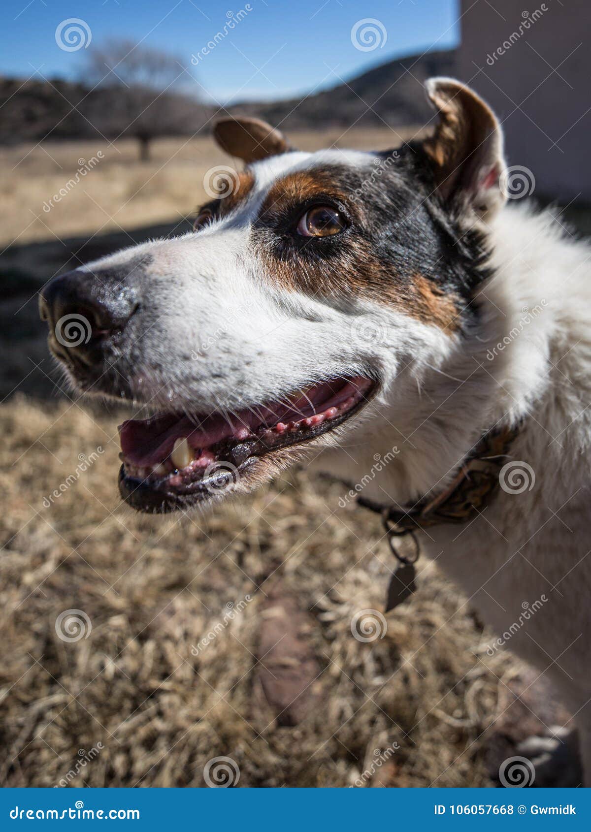 happy-mans-best-friend-pet-dog-smiling-c