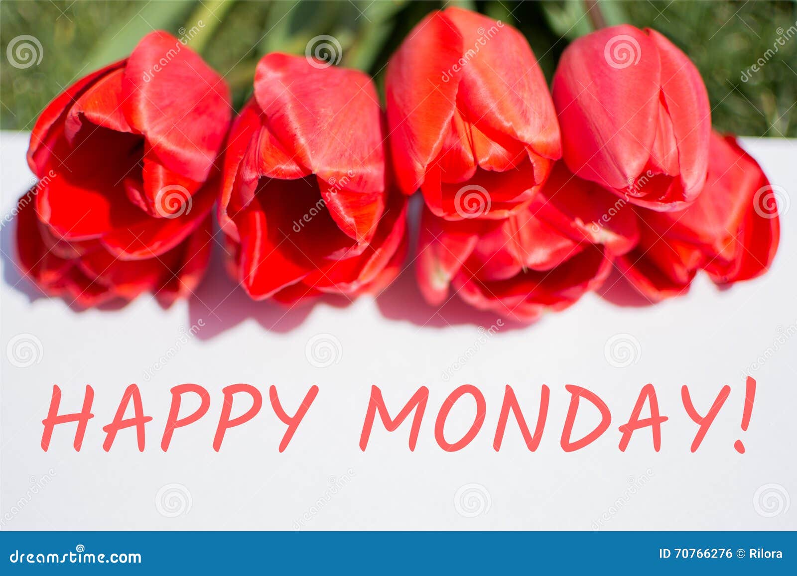 Happy Monday. Red Tulips and Text. Stock Photo Image of blossom, love