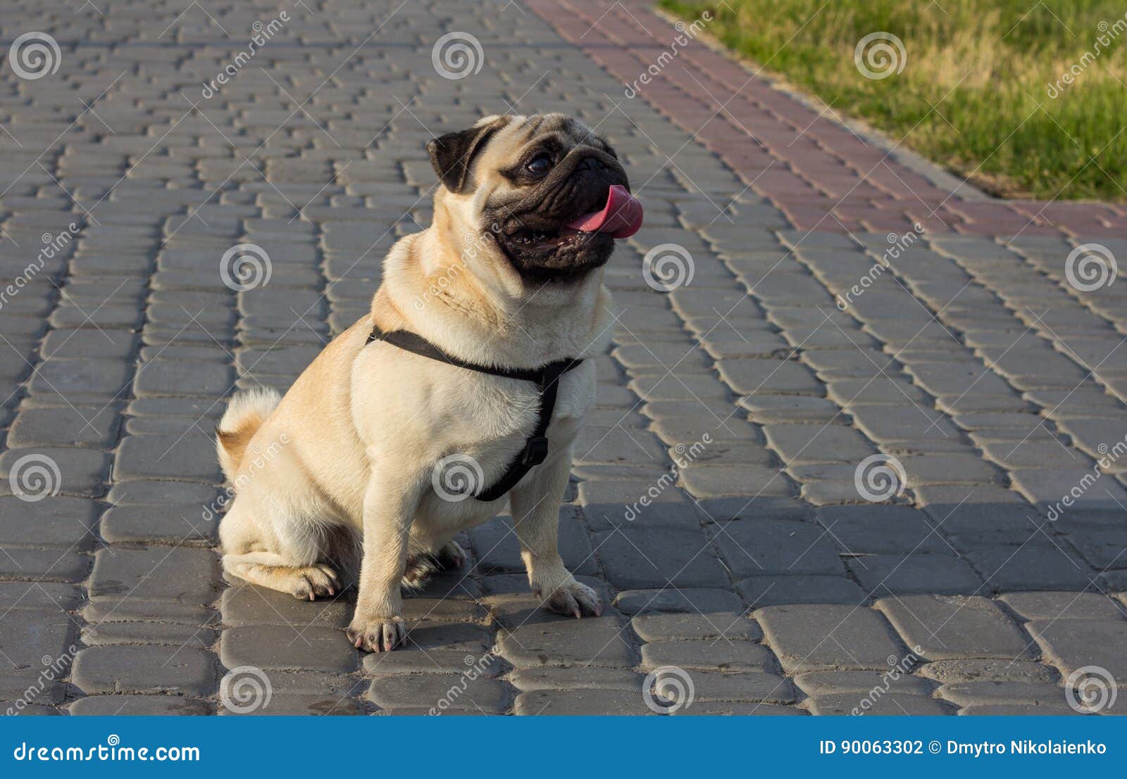 Happy Mops Dog at the Asphalt Path Sitting and Looking at the Camera