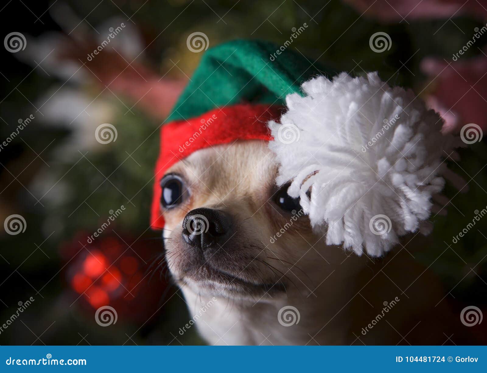 Happy New Year 2018 Chihuahua Puppy In Hat Christmas Snow