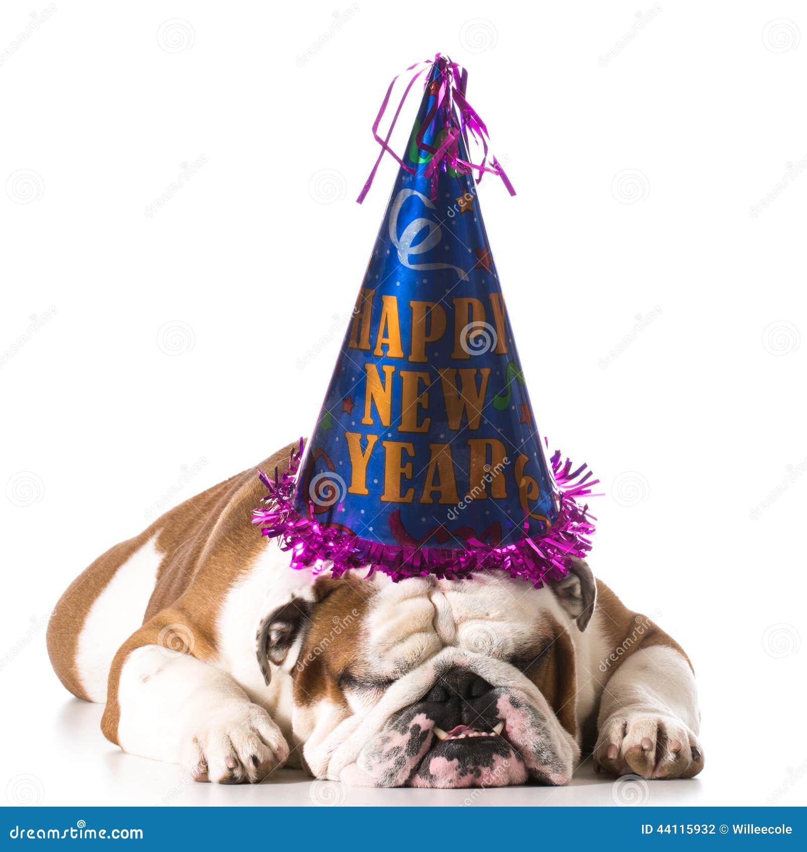Dog wearing happy new year hat on white background - english bulldog.
