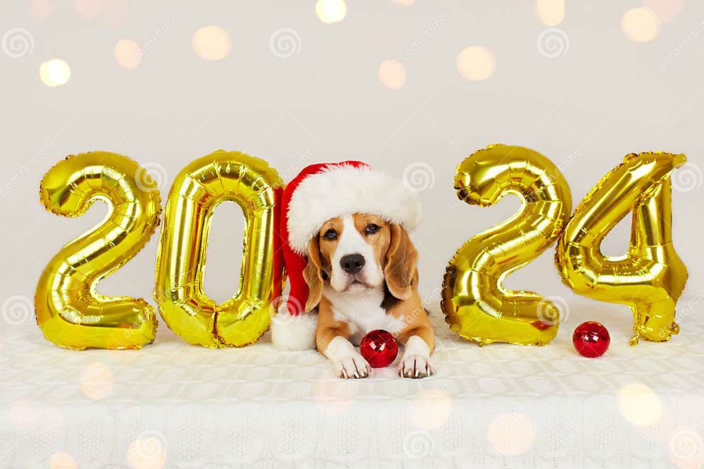 Happy New Year 2024 and Merry Christmas. a Beagle Dog in a Santa Claus