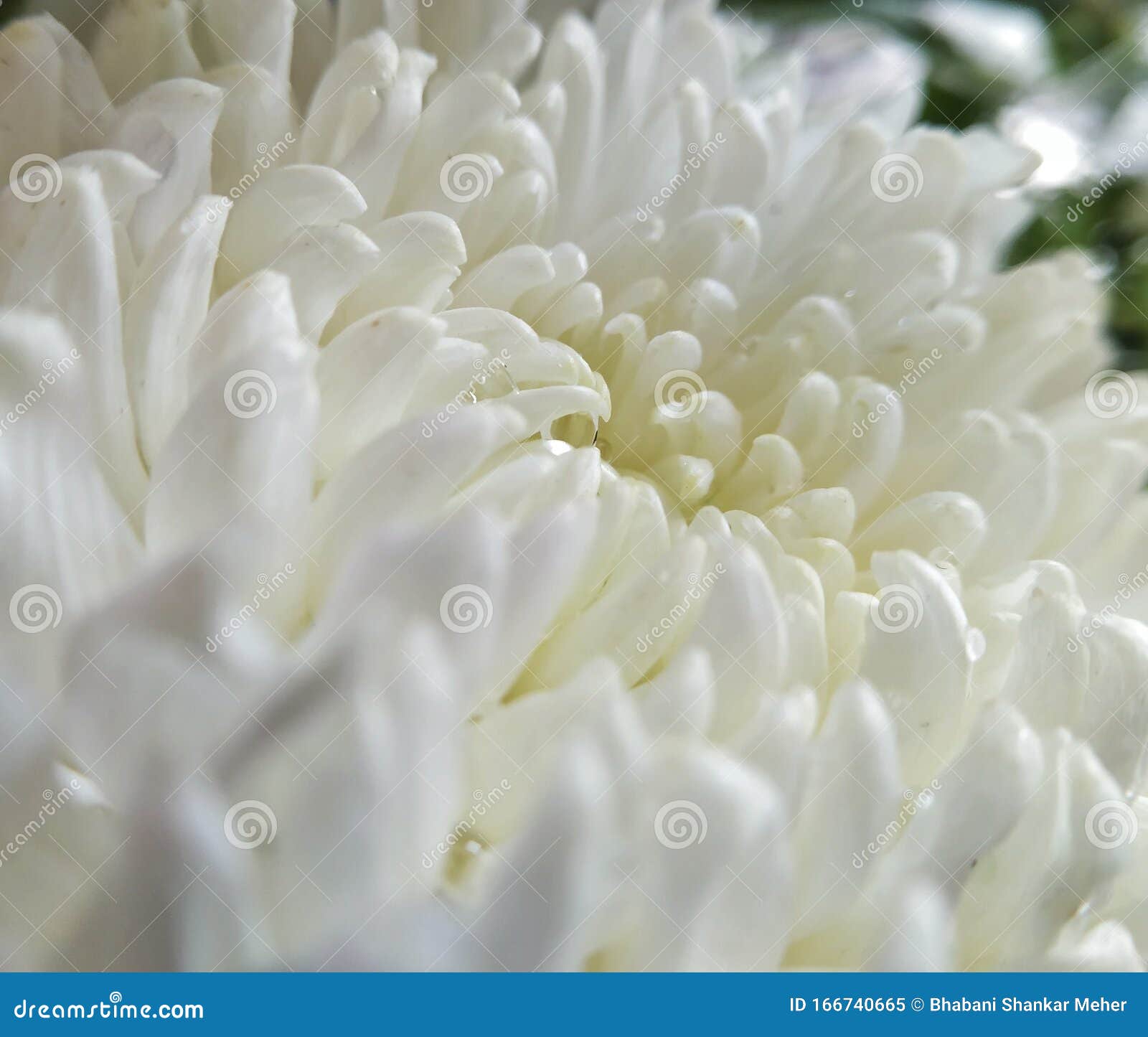 happy new year 2020 resolution freshness flowers starting creative texture pattern symmetry fibonacci rythem symmetry