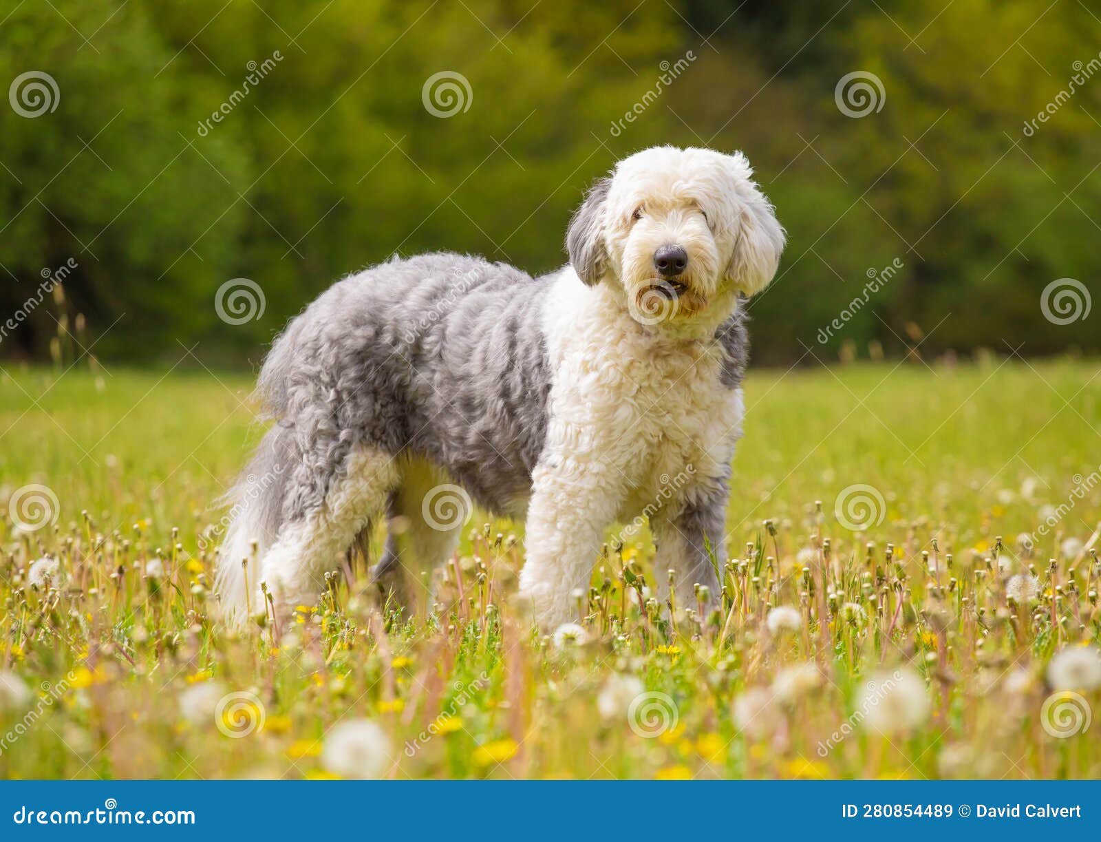 Old English Sheepdog Resting In Green Grass Stock Photo, Picture