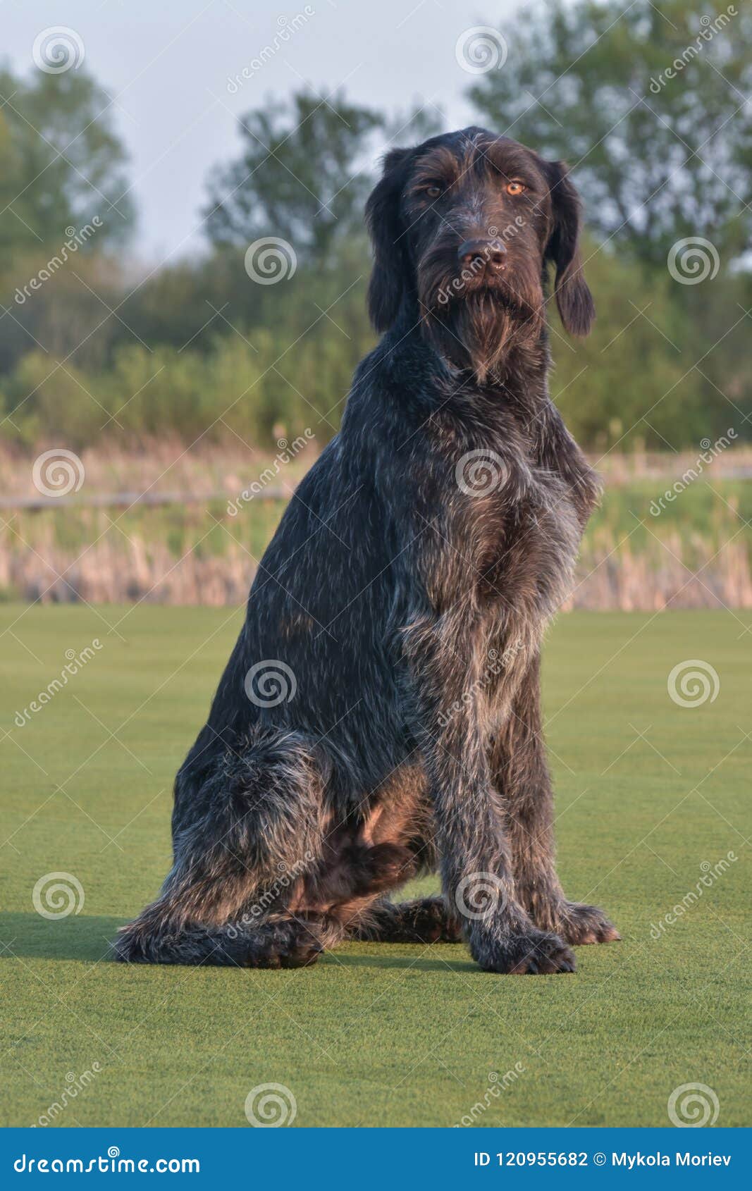 German Longhaired Pointer. Happy Outdoors on the Green Lawn. Stock Photo -  Image of hunting, doggy: 120955682