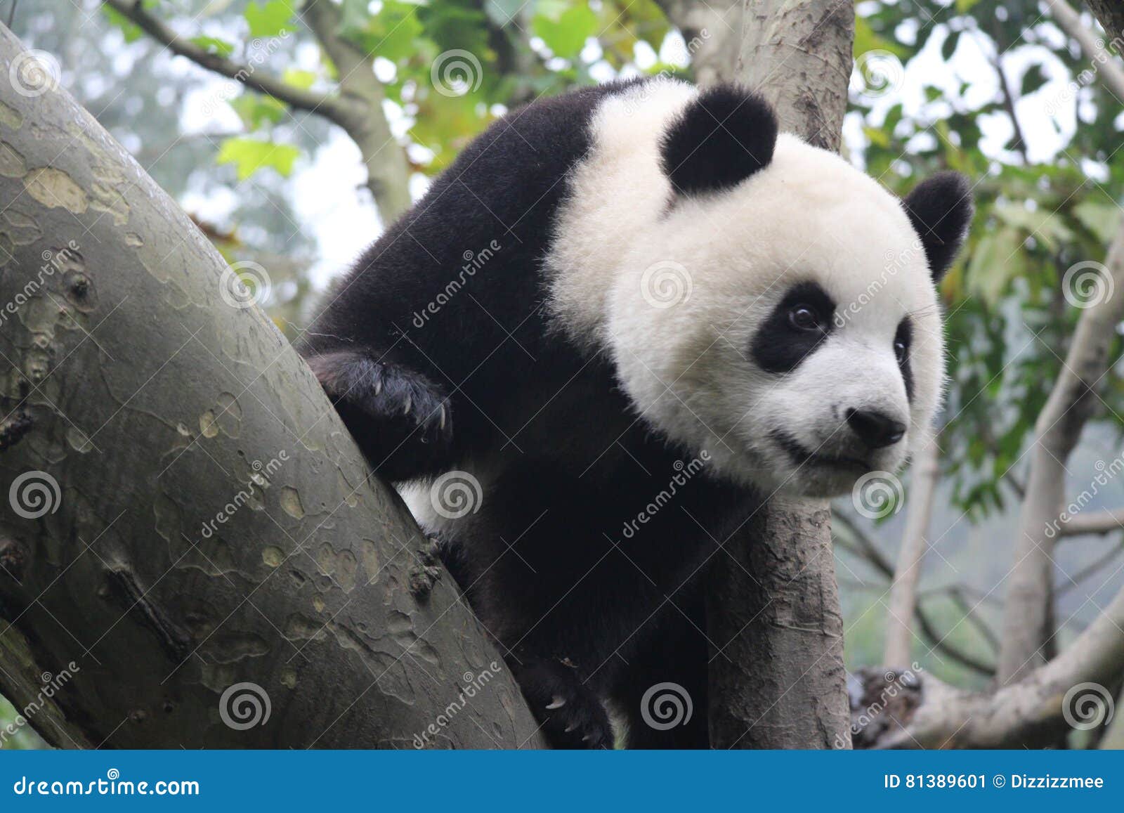 Happy Panda stock image. Image of happy, playground, smiling - 81389601