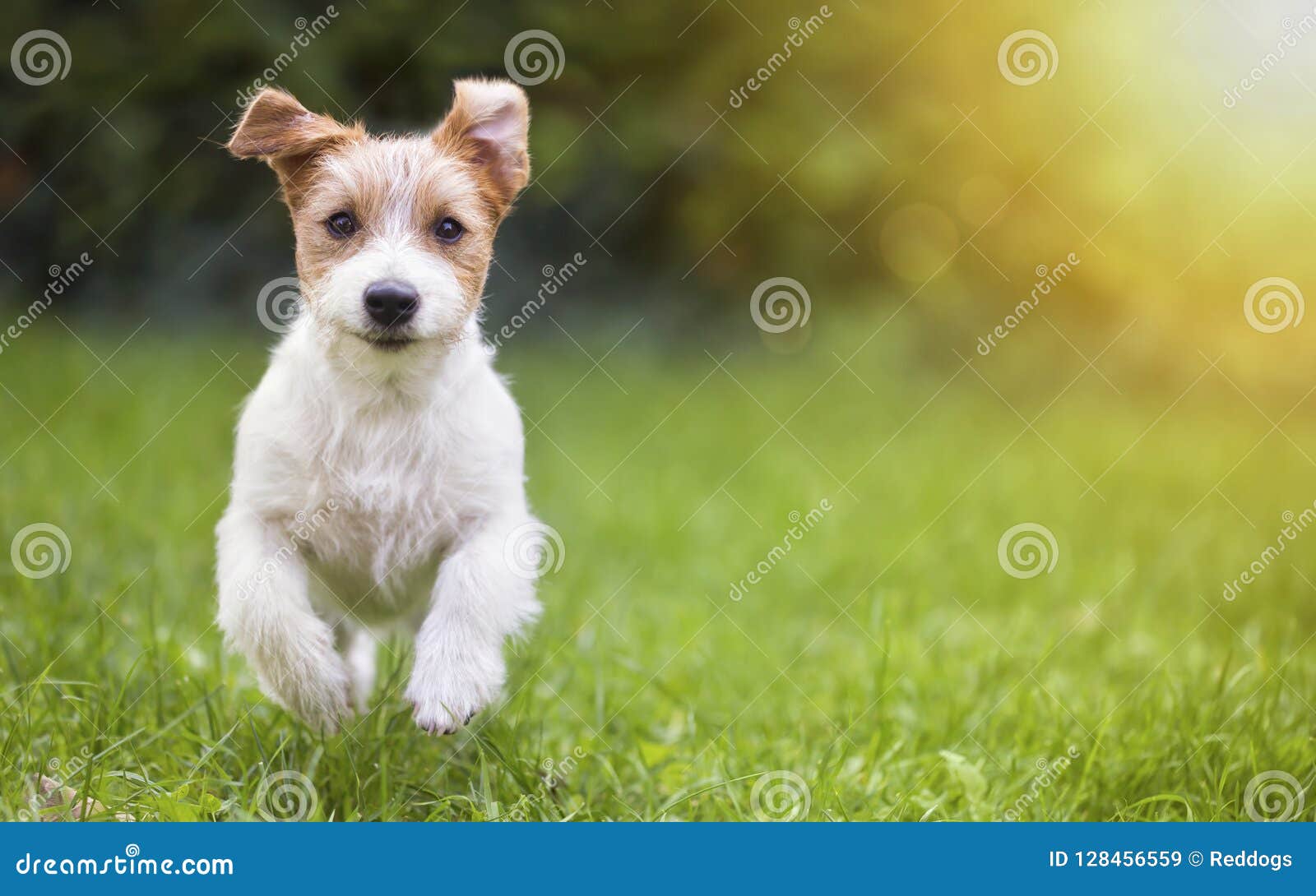 happy pet dog puppy running in the grass