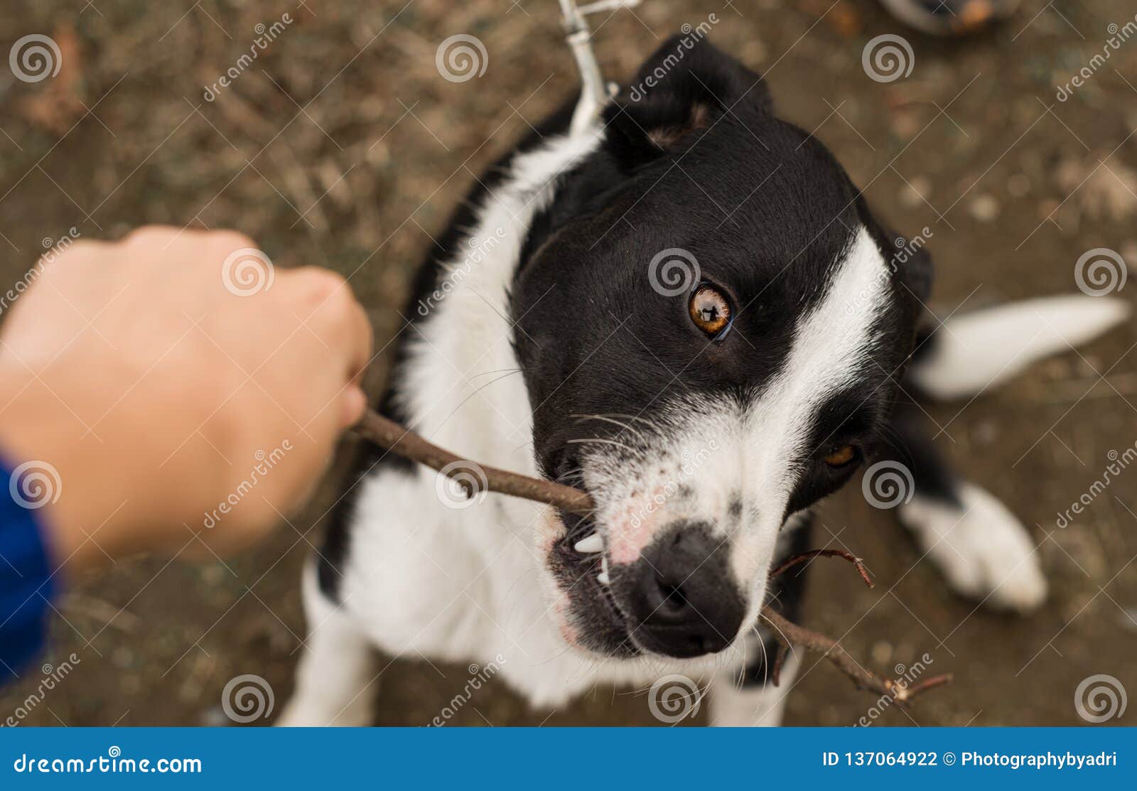 Black And White Border Collie Puppy Biting A Stick Stock