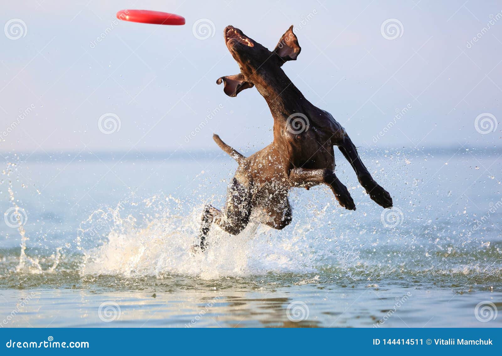 happy, playful brown dog german shorthaired pointer is running and jumping on the water making splashes and waves.