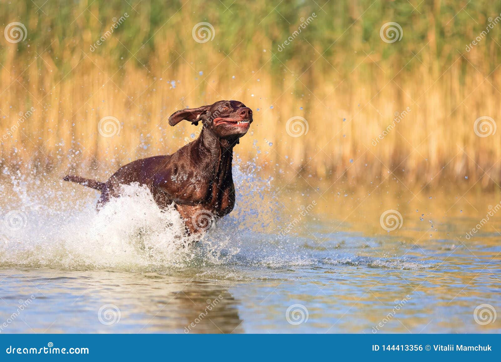Happy Playful Muscular Thoroughbred Hunting Dog German Shorthaired