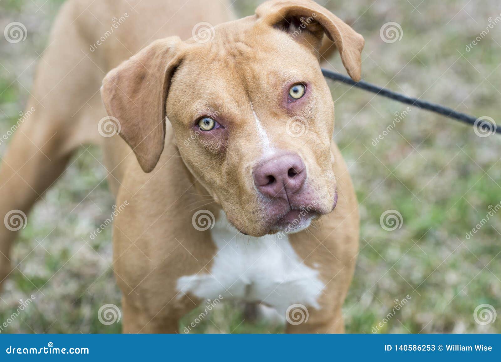 female pitbull puppies