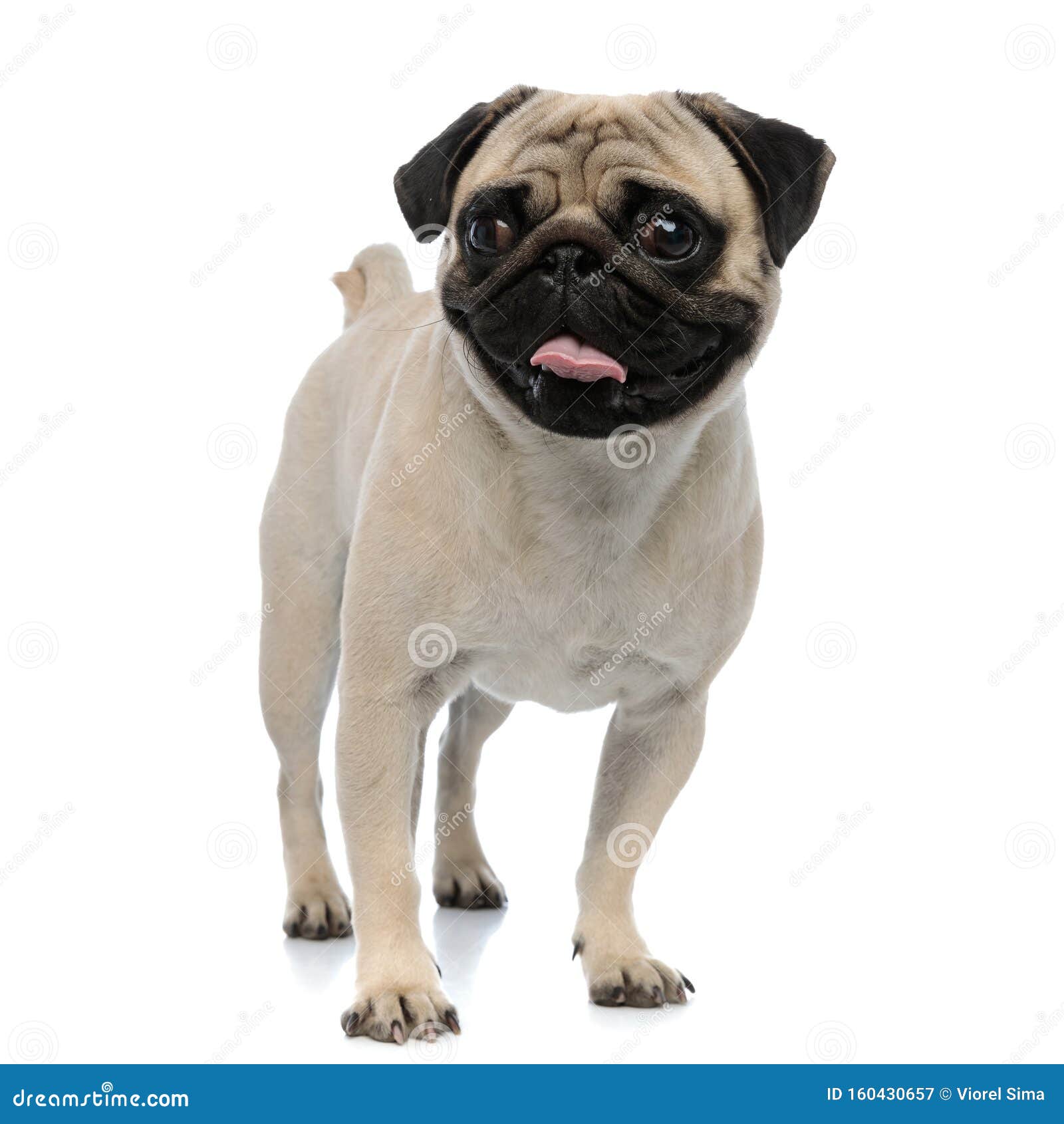 happy pug smiling and panting while looking forward