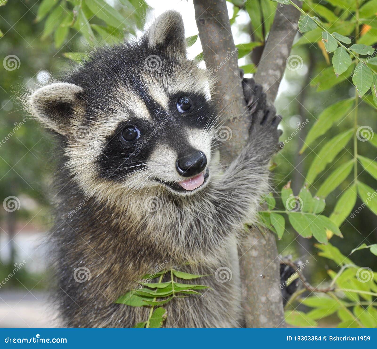 happy raccoon