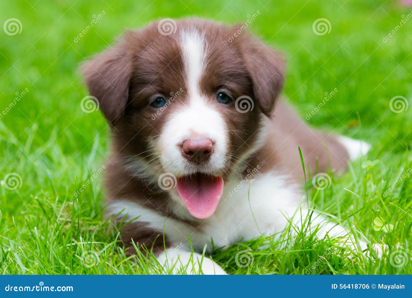 Happy Red Border Collie Puppy Stock Photo Image Of Expression View