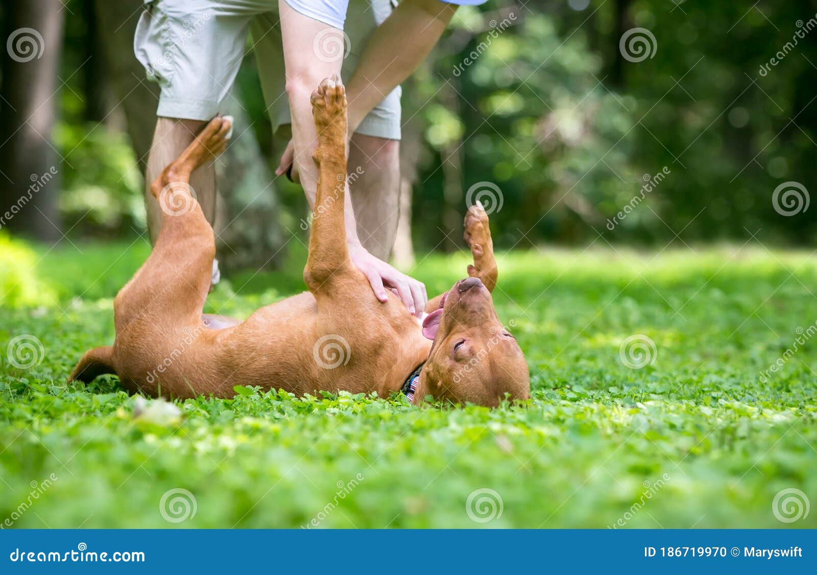 a happy red pit bull terrier mixed breed dog receiving a belly rub from its owner