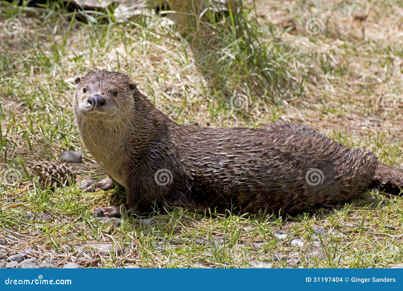 happy river otter sunning on grassy bank