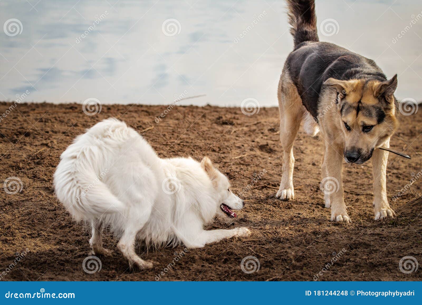 can a boxer and a samoyed be friends