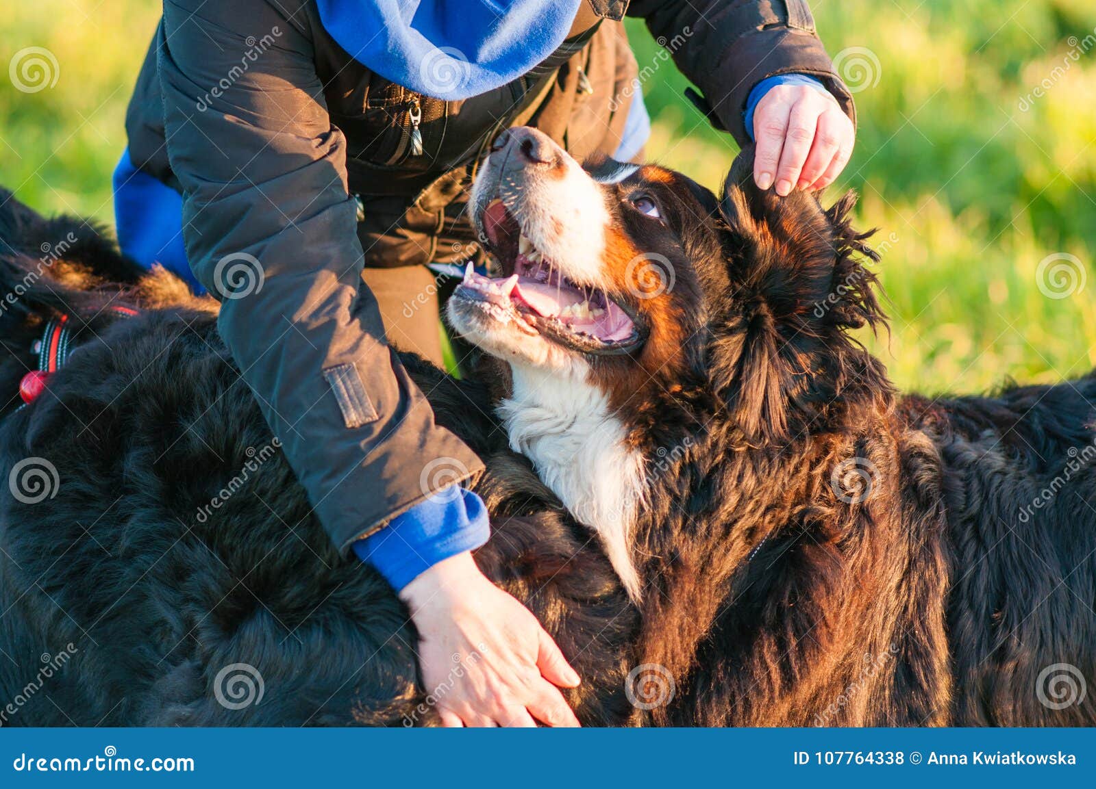 happy meadows mountain dogs