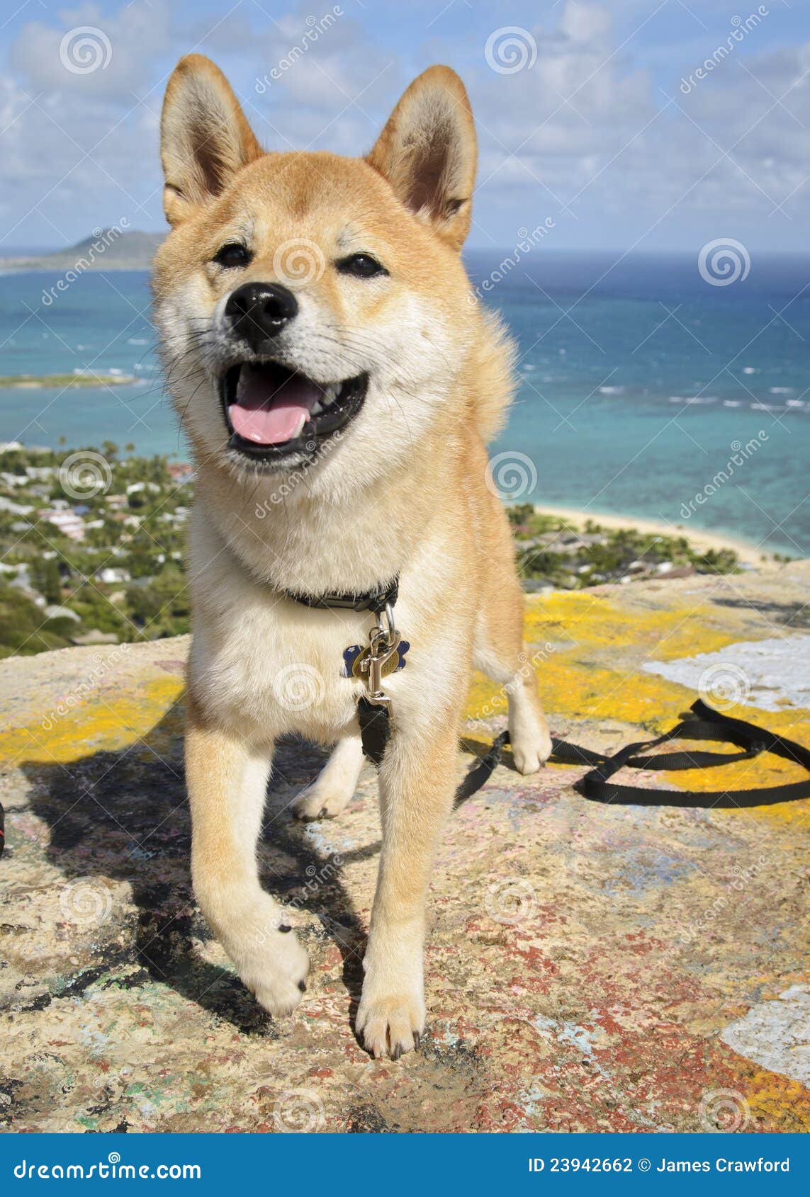 hawaii shiba inu