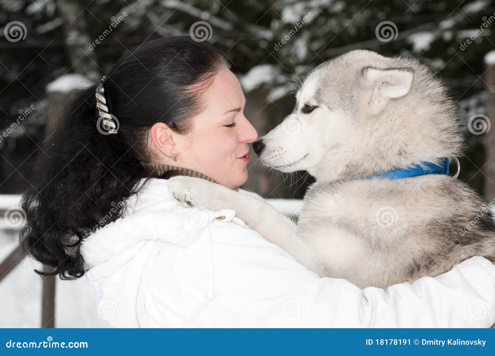 Happy Siberian Husky Owner with Dog Stock Image Image of grey