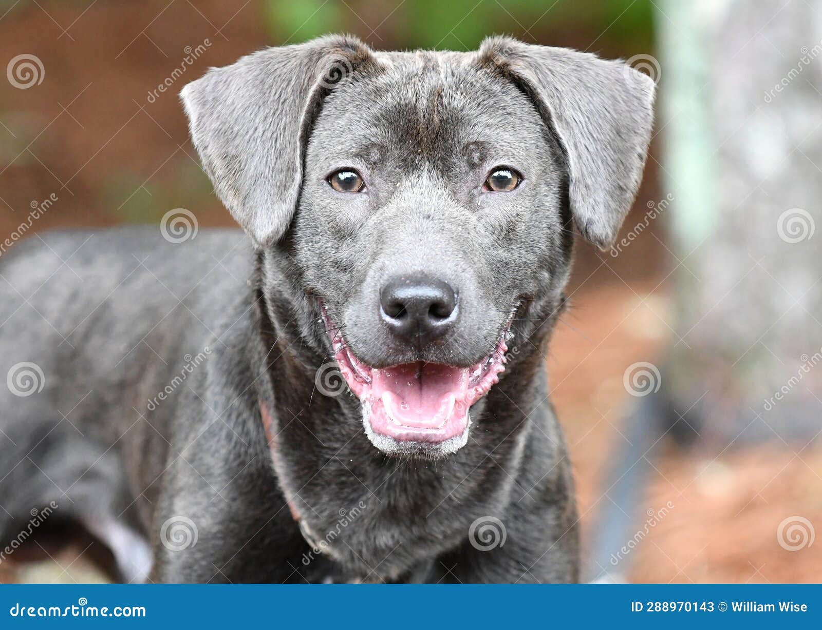 Labrador weimaraner on sale mix puppies