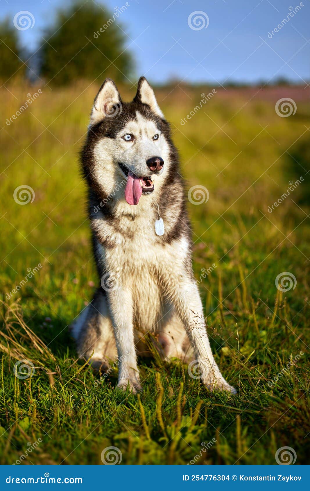 Happy Smiling Face of a Red Husky Dog Closeup Stock Photo Image of
