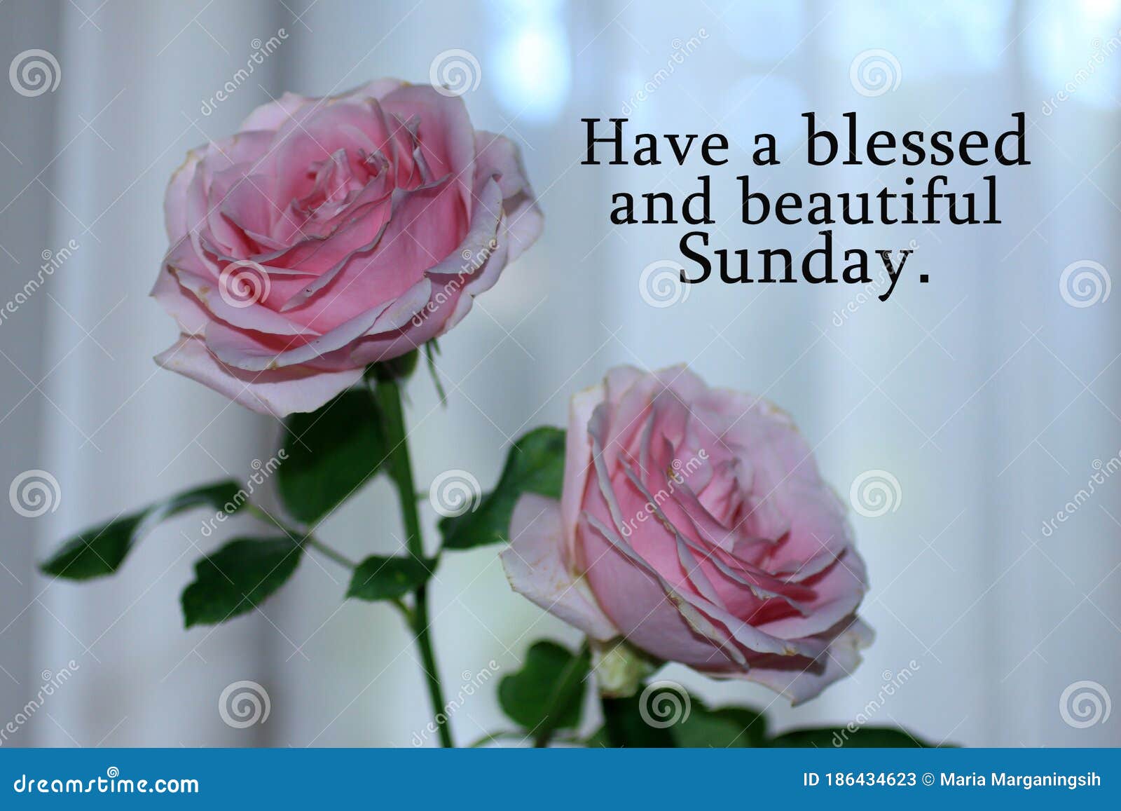 Happy Sunday Card Greeting with Beautiful Pink Roses Blossom on ...