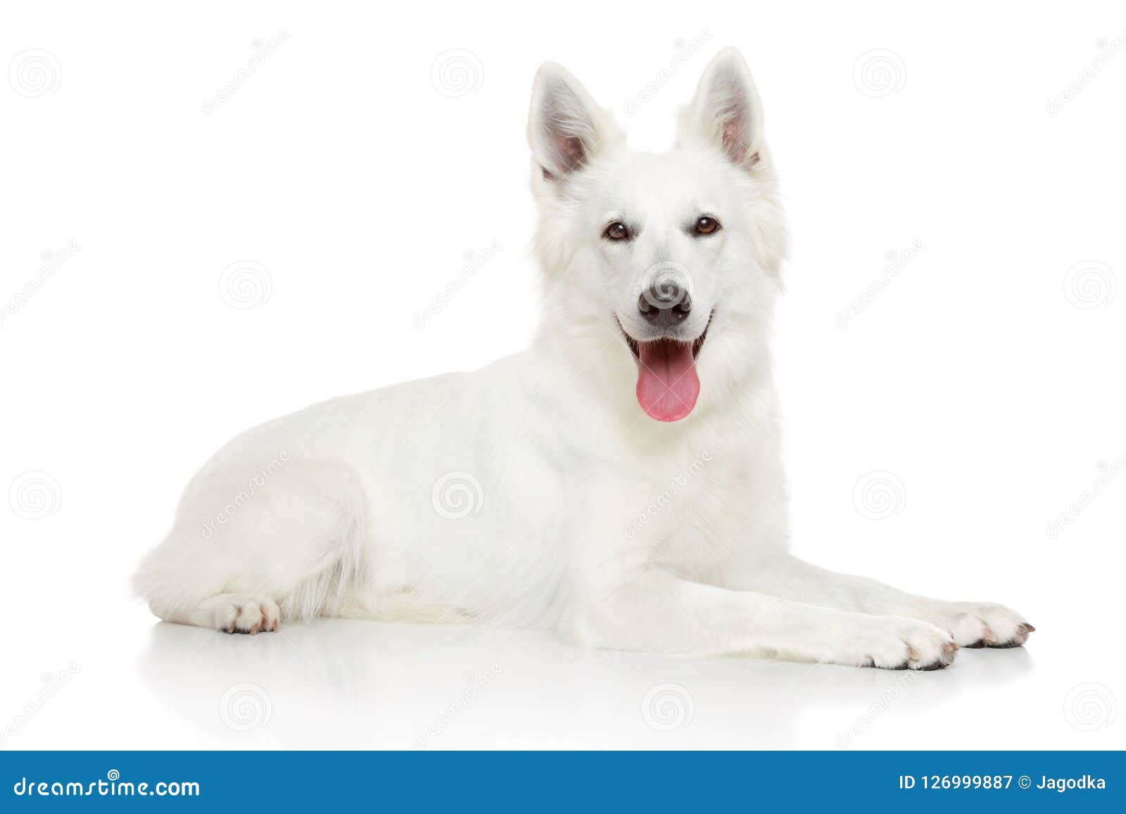 Happy Swiss Shepherd Dog On White Background Stock Image - Image of ...