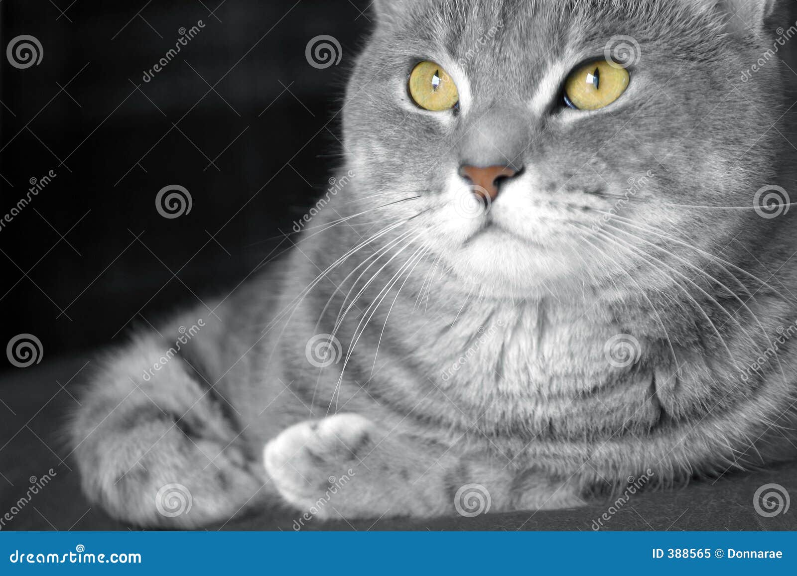 happy tabby cat with golden eyes
