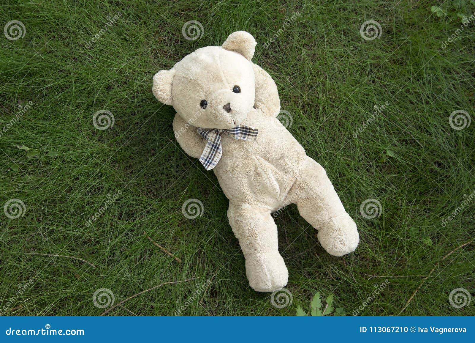 single teddy bear