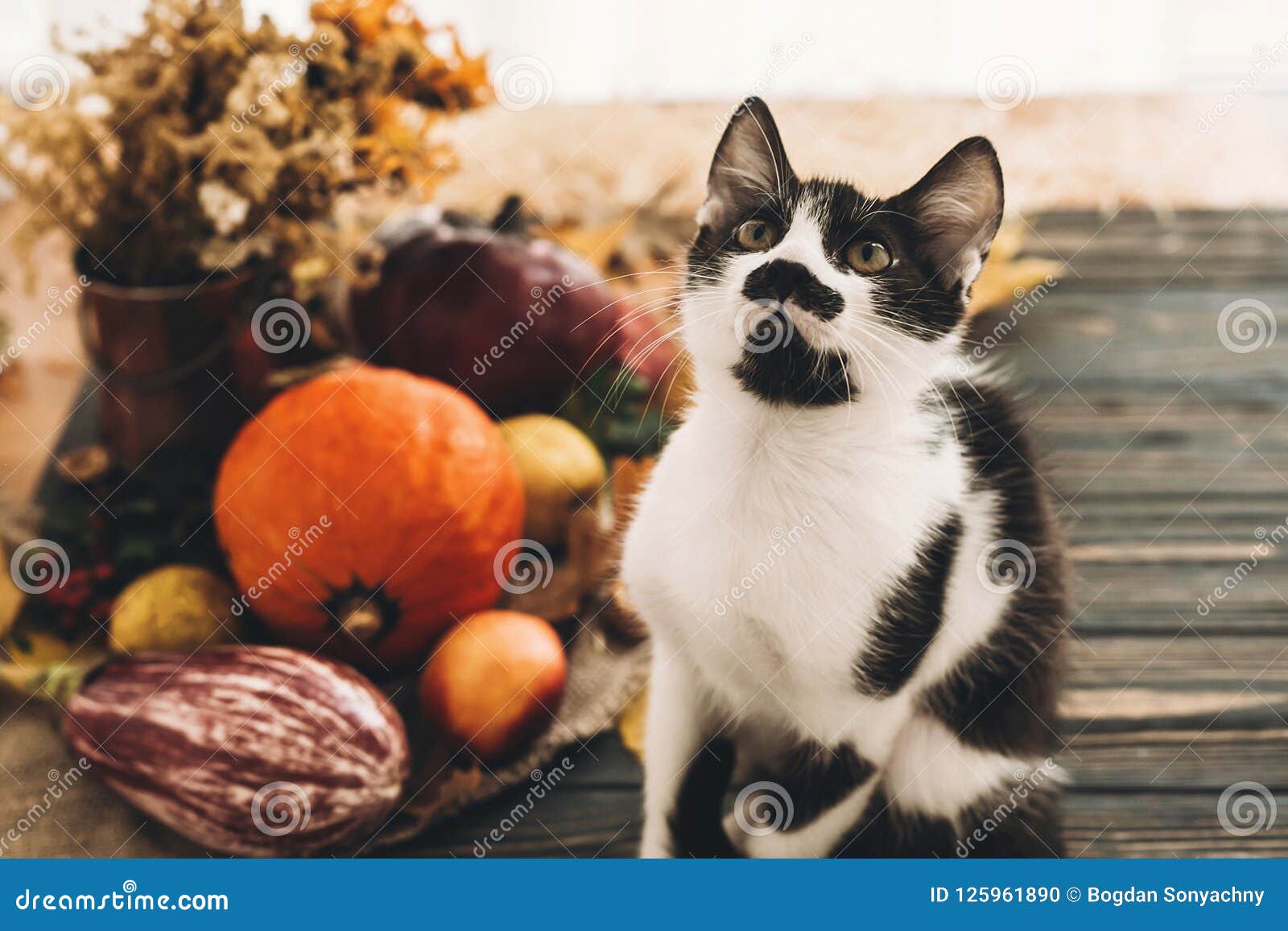 Happy Thanksgiving Concept. Cute Funny Cat Sitting at Beautiful Stock ...