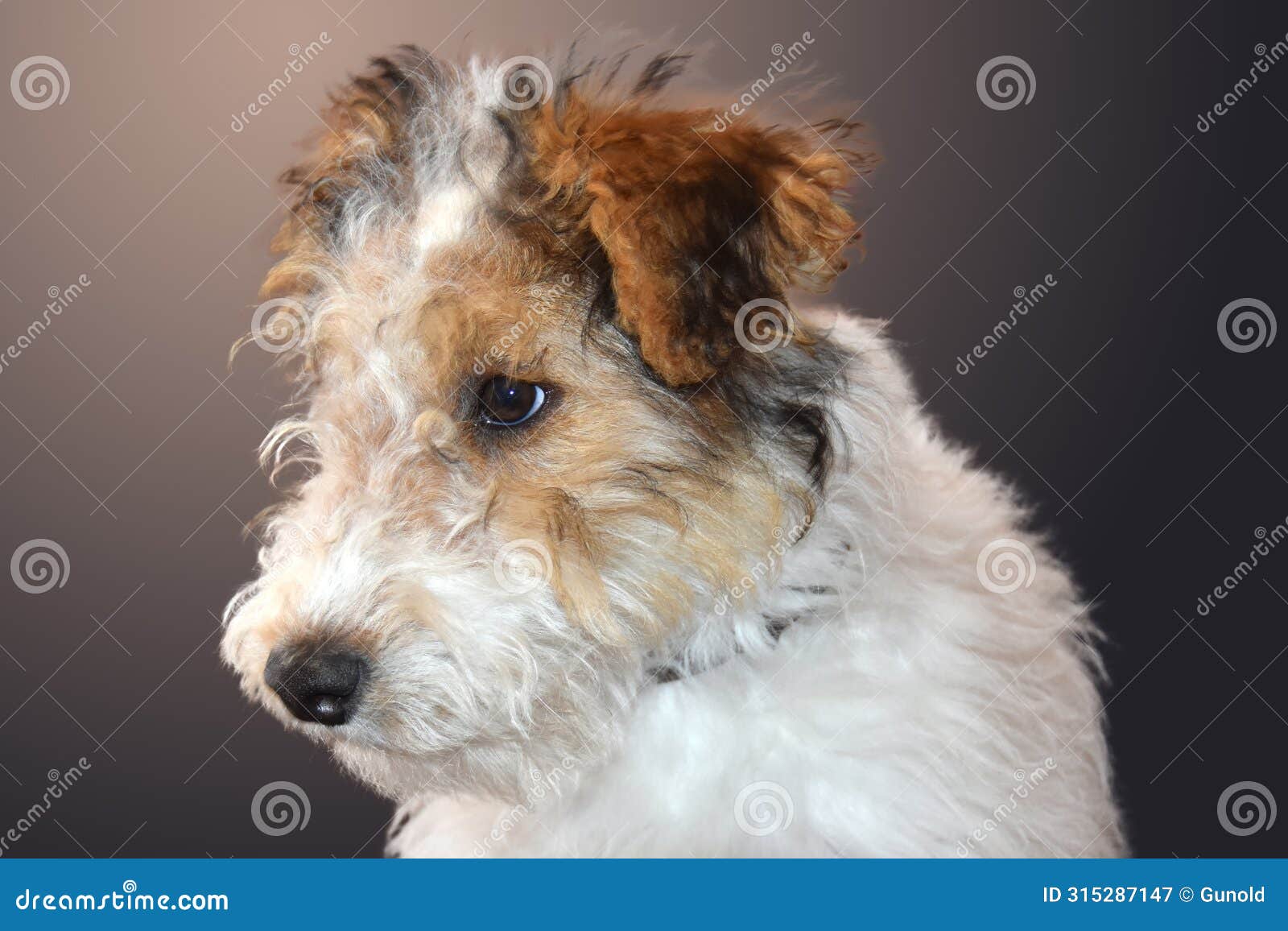 happy three and a half month old fox terrier puppy