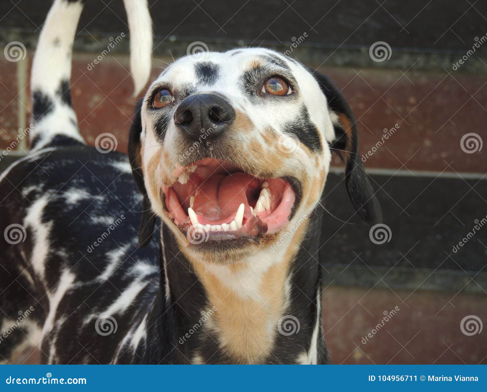 tricolor dalmatian